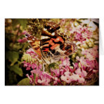Painted Lady Butterfly Card Template cards