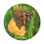 Painted Lady Butterfly magnets