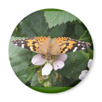 Painted Lady butterfly ~ magnet