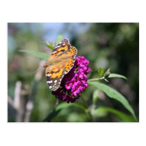 Painted Lady Butterfly postcards