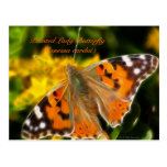 Painted Lady Butterfly (Vanessa cardui) postcards