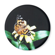 Painted Lady magnets