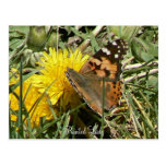 Painted Lady Postcards