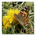 Painted Lady posters by codfishlady Painted Lady posters