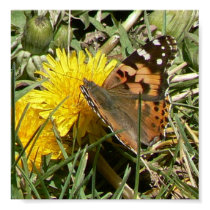 Painted Lady posters by codfishlady Painted Lady posters