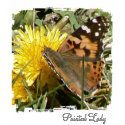 Painted Lady t-shirts