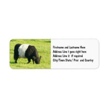 Painted Look Belted Galloway Cow in Field Return Address Label