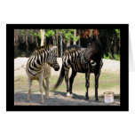 tablet pen wacom | horses, zebra, love, romance, funny, nature, horses, zebra, love, romance, funny, nature,