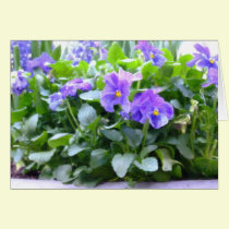Painted Pansies cards