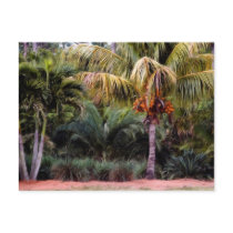 Painted Paradise Post Card