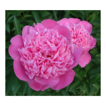 painted peony posters by bkang22 painted peony posters