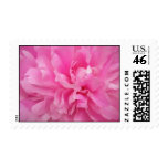 Painted Pink Peony Postage Stamps