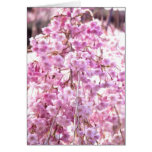 Painted Pink Weeping Willow Flowering Tree Greeting Cards