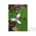 Painted Trillium cards
