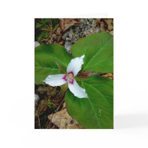 Painted Trillium cards by palmateera Painted Trillium cards