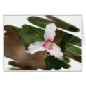 Painted Trillium Card