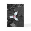 Painted Trillium cards