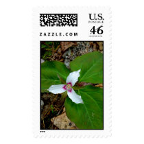 Painted Trillium postage by palmateera Painted Trillium postage