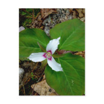 Painted Trillium postcards by palmateera Painted Trillium postcards