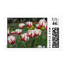 Painted Tulip Postage
