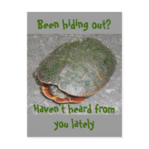 Painted Turtle Been hiding out? Postcard by CarolsCamera Painted Turtle Been hiding out? Postcard