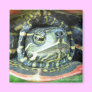 Painted Turtle (Chrysemys picta) 2