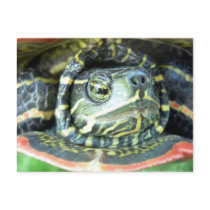 Painted Turtle (Chrysemys picta) 2 postcards