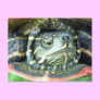 Painted Turtle (Chrysemys picta) 2 Postcard