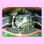 Painted Turtle (Chrysemys picta) 2 Posters