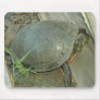 Painted Turtle (Chrysemys picta)
