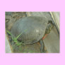Painted Turtle (Chrysemys picta)