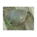Painted Turtle (Chrysemys picta) postcards by JeanC_PurpleDucky Painted Turtle (Chrysemys picta) postcards