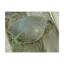 Painted Turtle (Chrysemys picta) postcards