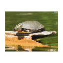 Painted Turtle Postcard by shellmart Painted Turtle Postcard
