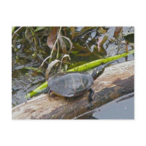 Painted Turtle Postcard by CarolsCamera Painted Turtle Postcard