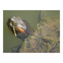 Painted Turtle Poster posters