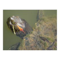 Painted Turtle Poster posters by FNolan Painted Turtle Poster posters