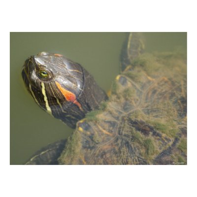 Painted Turtle Poster by FNolan