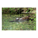 Painted Turtle posters