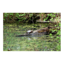 Painted Turtle posters