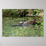 Painted Turtle Posters
