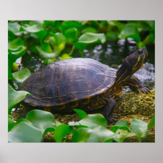 Painted Turtle Poster