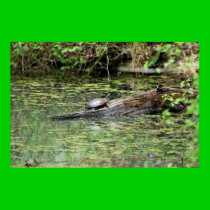 Painted Turtle posters