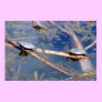 Painted Turtles (Chrysemys picta) Print