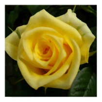 "Painted Yellow Rose" Fine Art Poster posters by CaroleArt "Painted Yellow Rose" Fine Art Poster posters