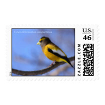 Painting Male Coccothraustes vespertinus Postage Stamps