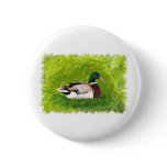 Painting of Mallard Duck sitting in the grass Pins