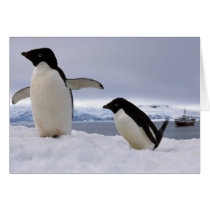 Pair Adelie penguins Antarctica Card