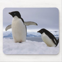 Pair Adelie penguins Antarctica Mousepad