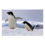 Pair Adelie penguins Antarctica
